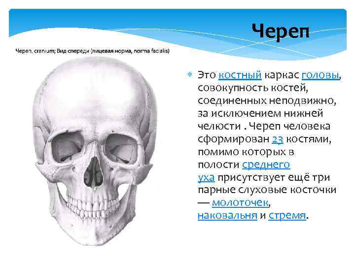 Череп Это костный каркас головы, совокупность костей, соединенных неподвижно, за исключением нижней челюсти. Череп