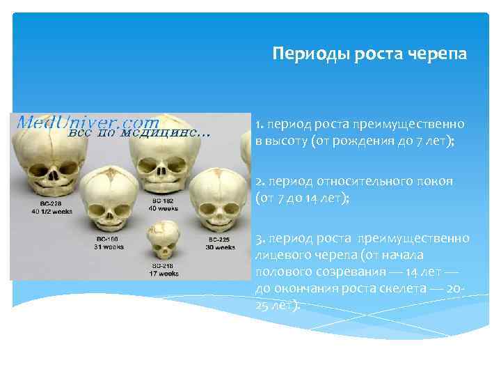 Периоды роста черепа 1. период роста преимущественно в высоту (от рождения до 7 лет);