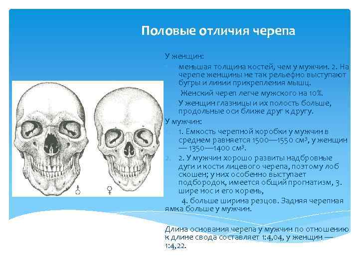 Половые отличия черепа У женщин: 1. меньшая толщина костей, чем у мужчин. 2. На
