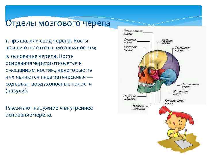 Отделы мозгового черепа 1. крыша, или свод черепа. Кости крыши относятся к плоским костям;