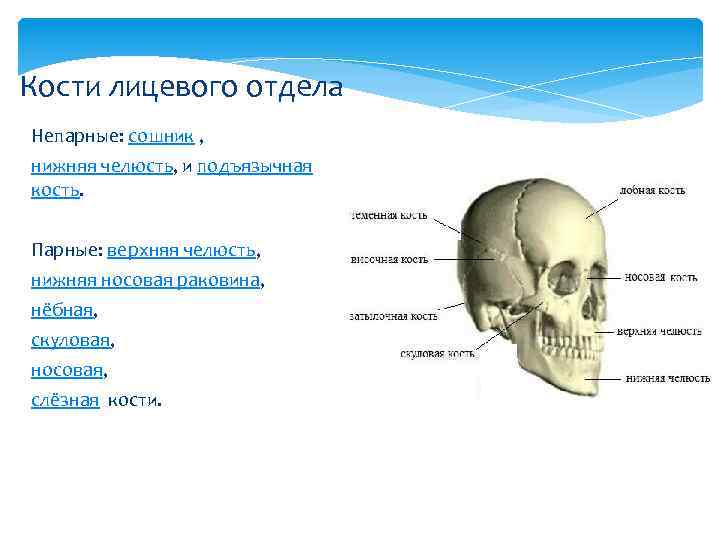 Кости лицевого отдела Непарные: сошник , нижняя челюсть, и подъязычная кость. Парные: верхняя челюсть,