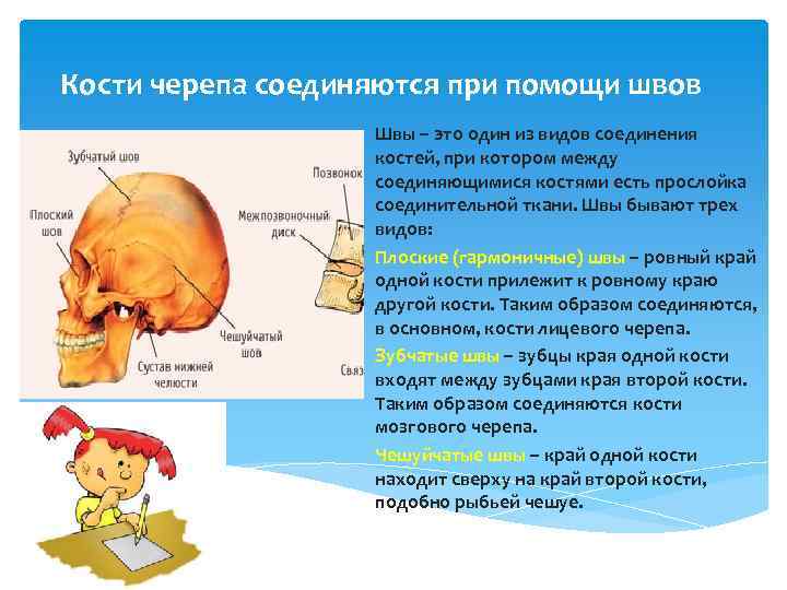 Кости черепа соединяются при помощи швов Швы – это один из видов соединения костей,