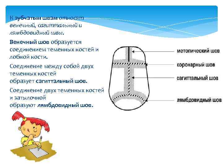 К зубчатым швам относят венечный, сагиттальный и лямбдовидный швы. Венечный шов образуется соединением теменных