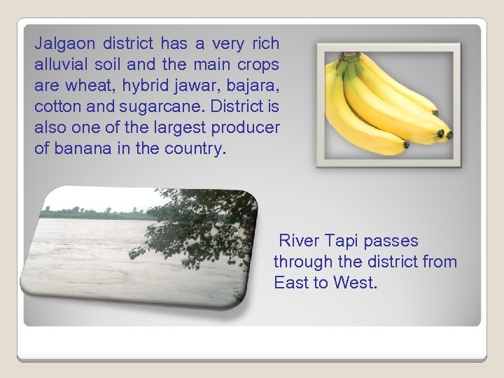 Jalgaon district has a very rich alluvial soil and the main crops are wheat,
