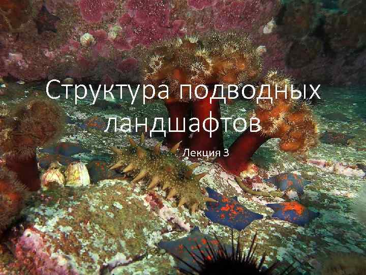 Структура подводных ландшафтов Лекция 3 