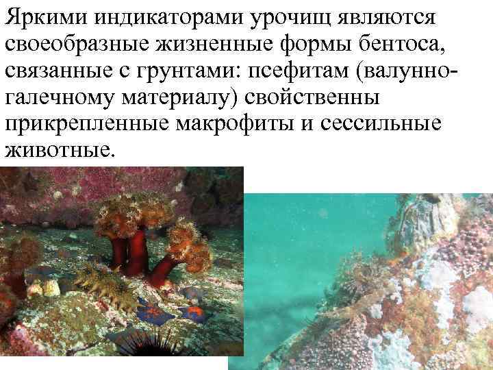 Яркими индикаторами урочищ являются своеобразные жизненные формы бентоса, связанные с грунтами: псефитам (валунногалечному материалу)