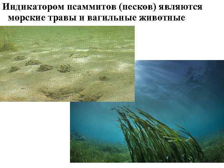 Индикатором псаммитов (песков) являются морские травы и вагильные животные 