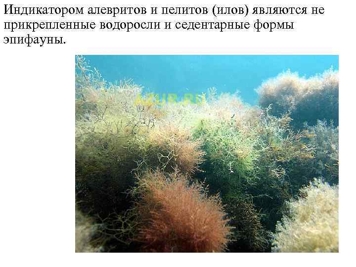 Индикатором алевритов и пелитов (илов) являются не прикрепленные водоросли и седентарные формы эпифауны. 