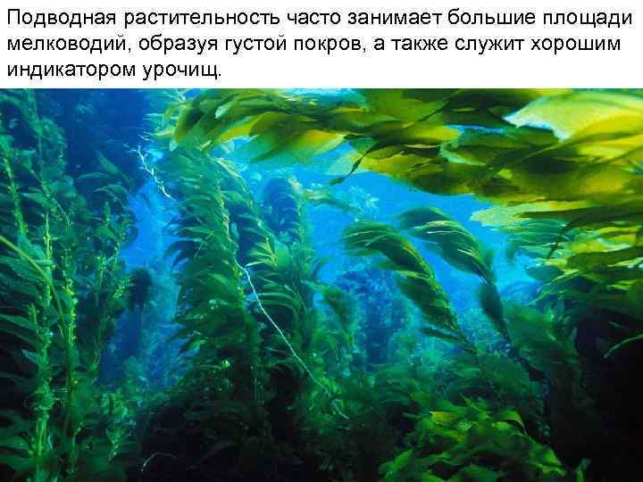 Подводная растительность часто занимает большие площади мелководий, образуя густой покров, а также служит хорошим