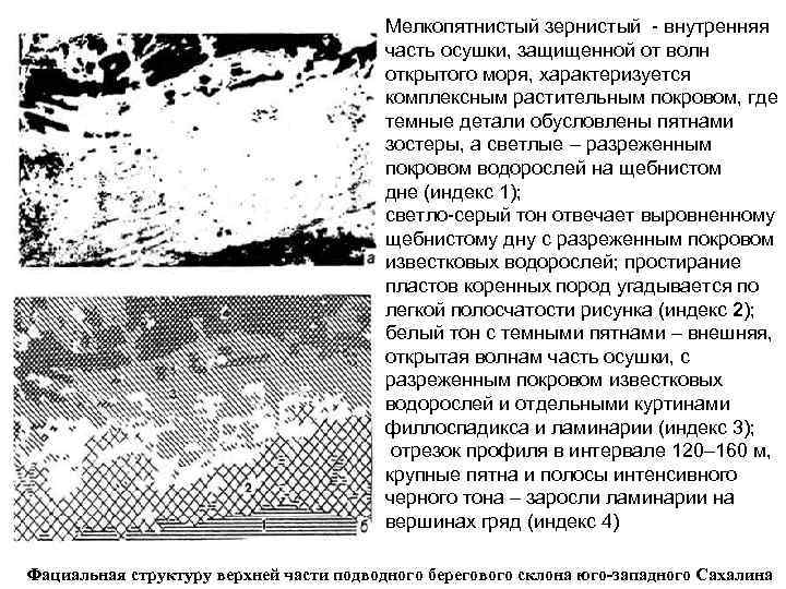 Мелкопятнистый зернистый - внутренняя часть осушки, защищенной от волн открытого моря, характеризуется комплексным растительным