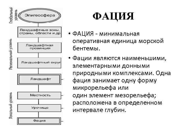 ФАЦИЯ • ФАЦИЯ - минимальная оперативная единица морской бентемы. • Фации являются наименьшими, элементарными
