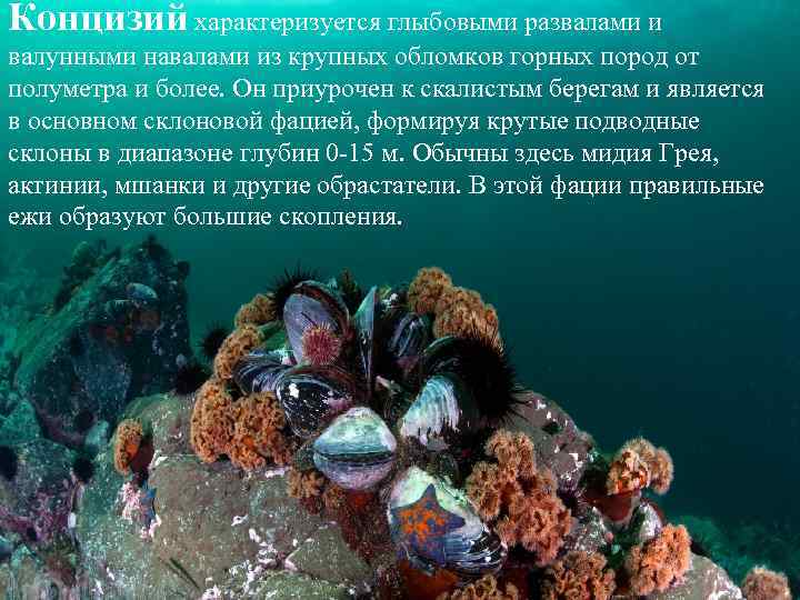 Концизий характеризуется глыбовыми развалами и валунными навалами из крупных обломков горных пород от полуметра