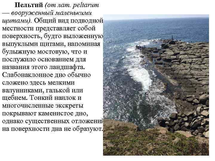 Пельтий (от лат. peltarum — вооруженный маленькими щитами). Общий вид подводной местности представляет собой