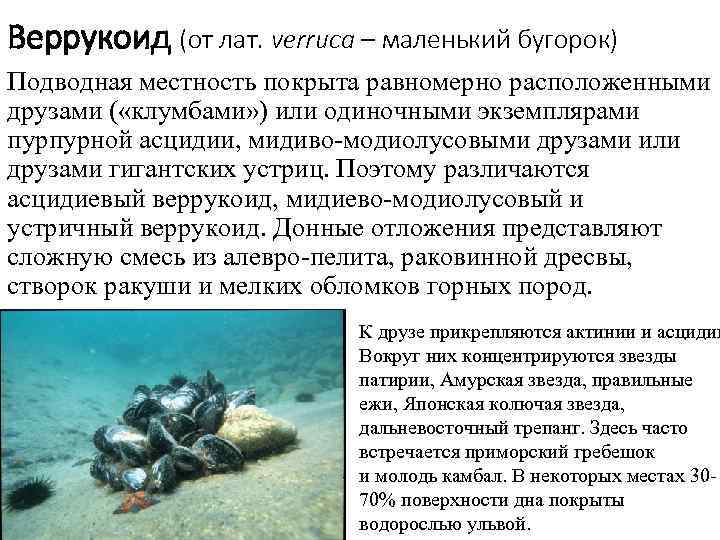 Веррукоид (от лат. verruca – маленький бугорок) Подводная местность покрыта равномерно расположенными друзами (