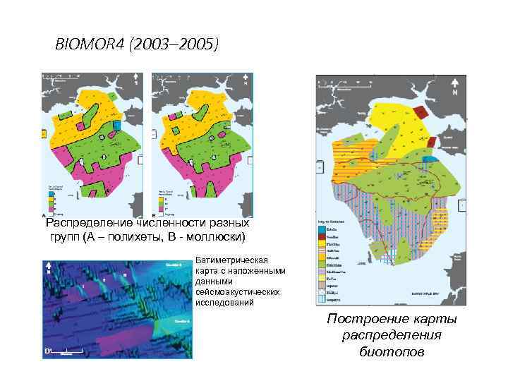 BIOMOR 4 (2003– 2005) Распределение численности разных групп (А – полихеты, В - моллюски)