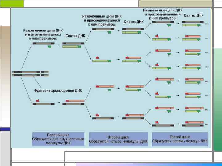 Определение защитного разделения цепей. Разделение цепей ДНК. Разделенная цепочка ДНК. Разделение цепи ДНК И присоединившиеся к ним Праймеры. Второй цикл цепи ДНК.