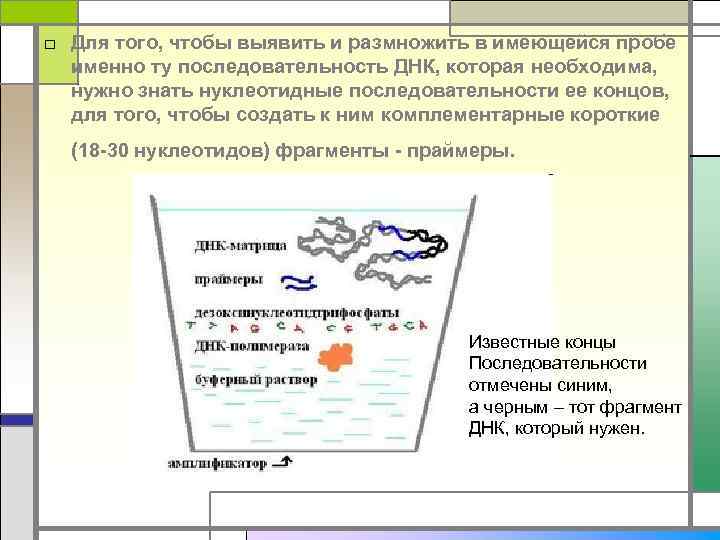 □ Для того, чтобы выявить и размножить в имеющейся пробе именно ту последовательность ДНК,