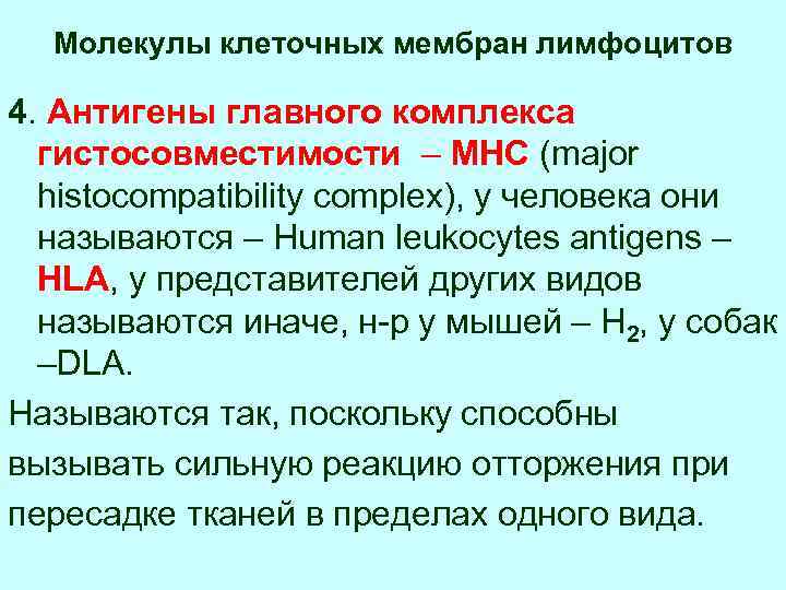 Молекулы клеточных мембран лимфоцитов 4. Антигены главного комплекса гистосовместимости – МНС (major histocompatibility complex),