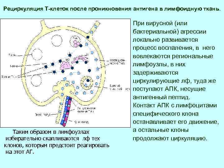 Рециркуляция Т-клеток после проникновения антигена в лимфоидную ткань. Таким образом в лимфоузлах избирательно скапливаются