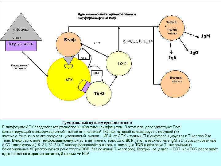 Идёт иммуногегез: пролиферация и дифференцировка Влф Информаци онная часть Несущая часть Плазмат ические клетки