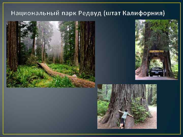 Национальный парк Редвуд (штат Калифорния) 