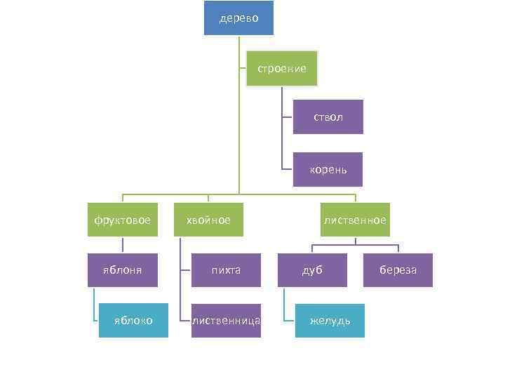 дерево строение ствол корень фруктовое яблоня яблоко хвойное пихта лиственница лиственное дуб желудь береза