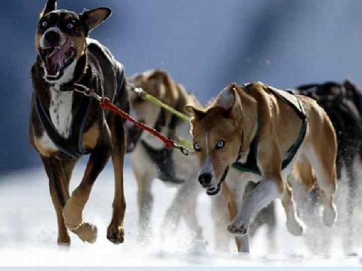 Ездовые собаки Собаки Объекты подмножества обязательно обладают всеми признаками объектов множества (наследуют признаки множества)