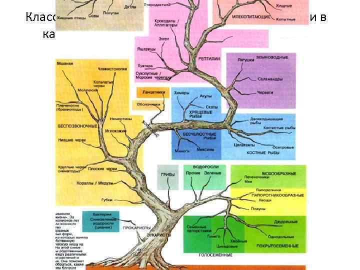 Классификация называется естественной, если в качестве ее основания взяты существенные признаки объектов. 