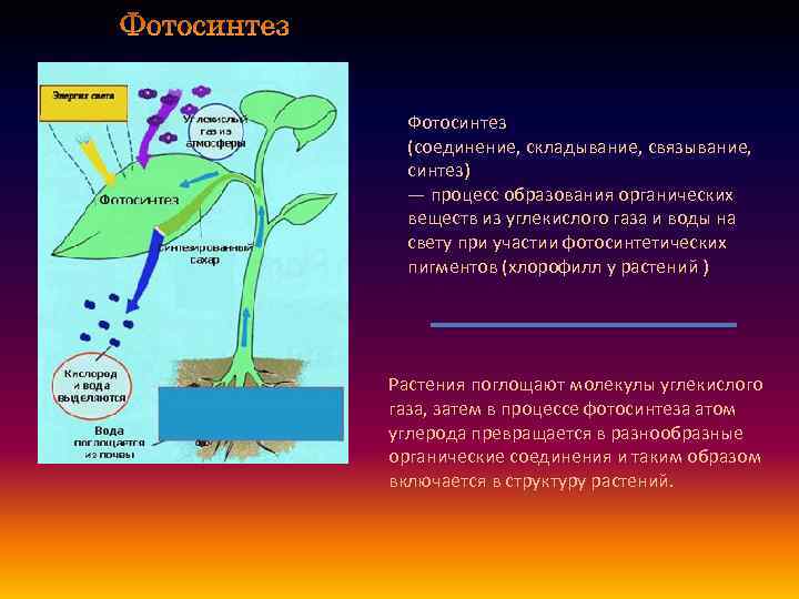 Фотосинтез (соединение, складывание, связывание, синтез) — процесс образования органических веществ из углекислого газа и