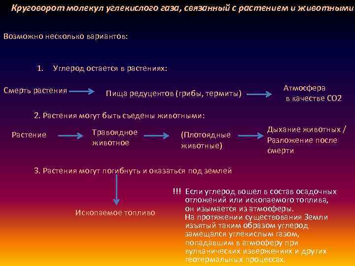 Круговорот молекул углекислого газа, связанный с растением и животными Возможно несколько вариантов: 1. .