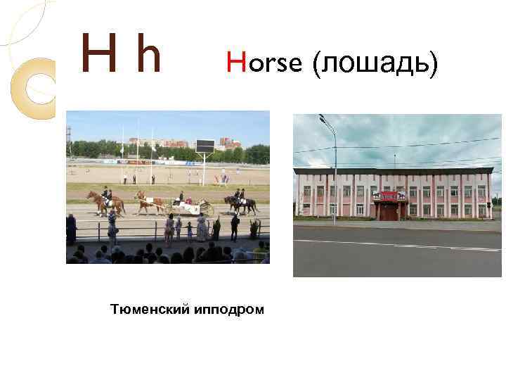 Hh Horse (лошадь) Тюменский ипподром 