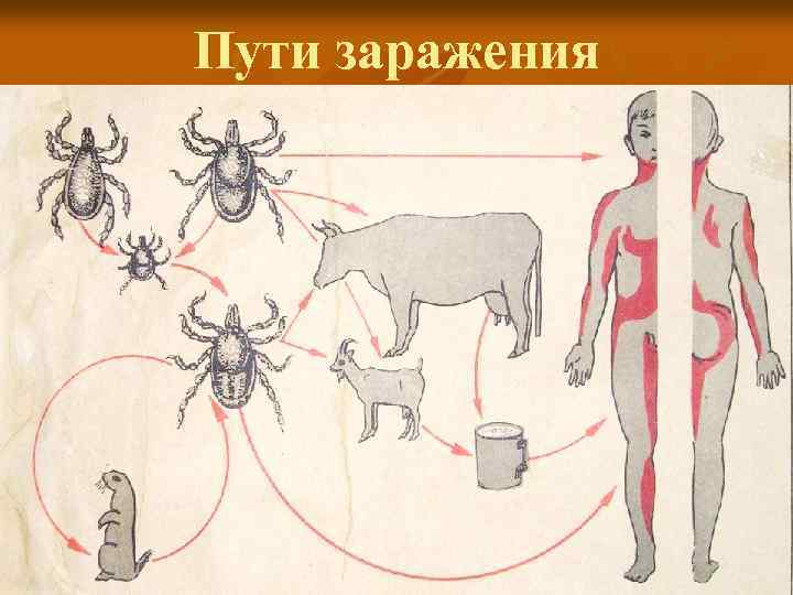 Пути заражения 