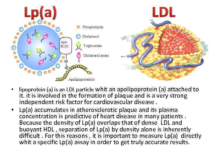 Lp(a) LDL • lipoprotein (a) is an LDL particle whit an apolipoprotein (a) attached