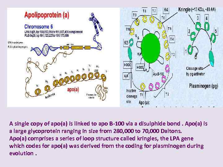 A single copy of apo(a) is linked to apo B-100 via a disulphide bond.