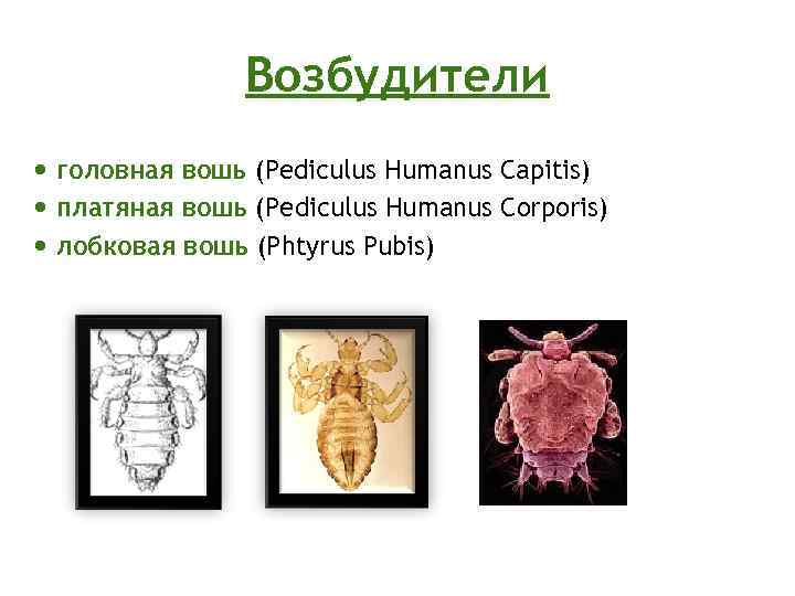 Возбудители головная вошь (Pediculus Humanus Capitis) платяная вошь (Pediculus Humanus Corporis) лобковая вошь (Phtyrus