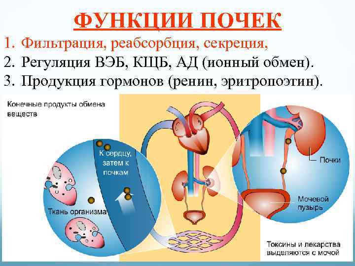 ФУНКЦИИ ПОЧЕК 1. Фильтрация, реабсорбция, секреция, 2. Регуляция ВЭБ, КЩБ, АД (ионный обмен). 3.