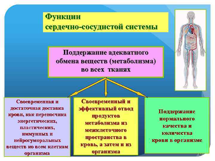 Функции сердечно-сосудистой системы Поддержание адекватного обмена веществ (метаболизма) во всех тканях Своевременная и достаточная