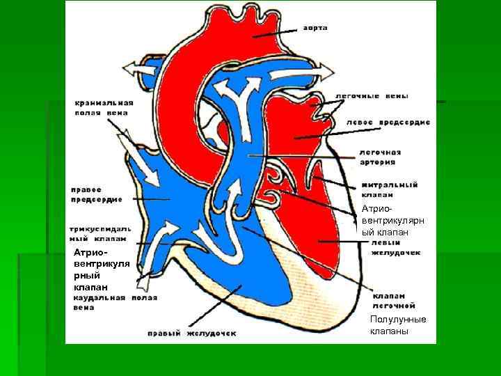 Атриовентрикулярн ый клапан Атриовентрикуля рный клапан Полулунные клапаны 