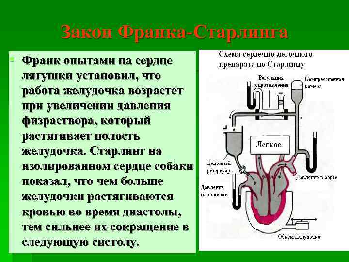 Закон Франка-Старлинга § Франк опытами на сердце лягушки установил, что работа желудочка возрастет при