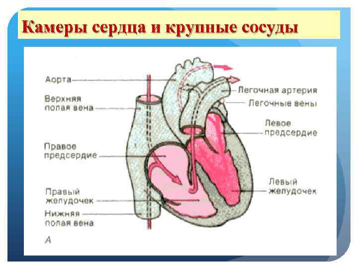 Камеры сердца и крупные сосуды 