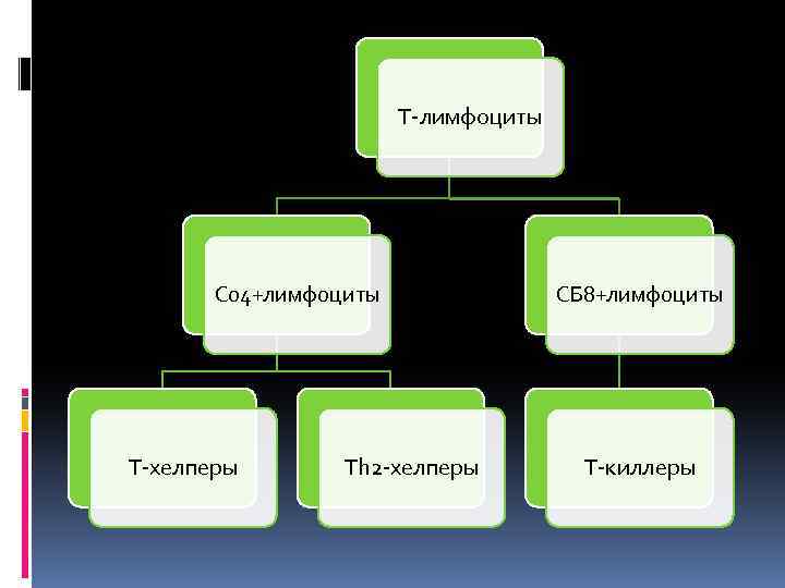 Т-лимфоциты С 04+лимфоциты Т-хелперы Th 2 -хелперы СБ 8+лимфоциты Т-киллеры 