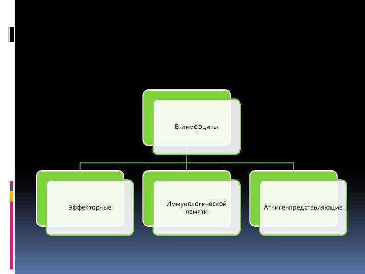В-лимфоциты Эффекторные Иммунологической памяти Атнигенпредставляющие 