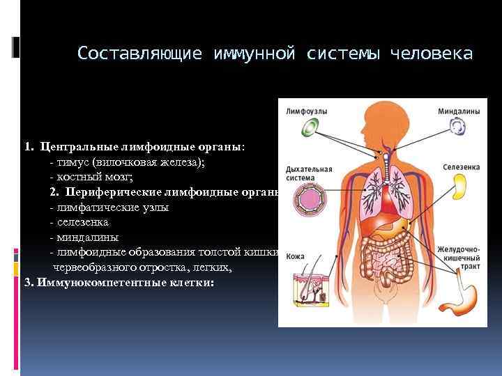К периферическим иммунным органам относятся. Иммунная система человека. Центральные органы иммунной системы. Строение иммунной системы человека схема. Центральные органы иммунной системы таблица. Иммунная система 8 класс.