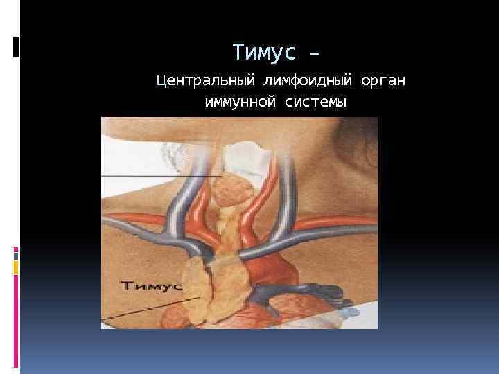 Тимус – центральный лимфоидный орган иммунной системы 