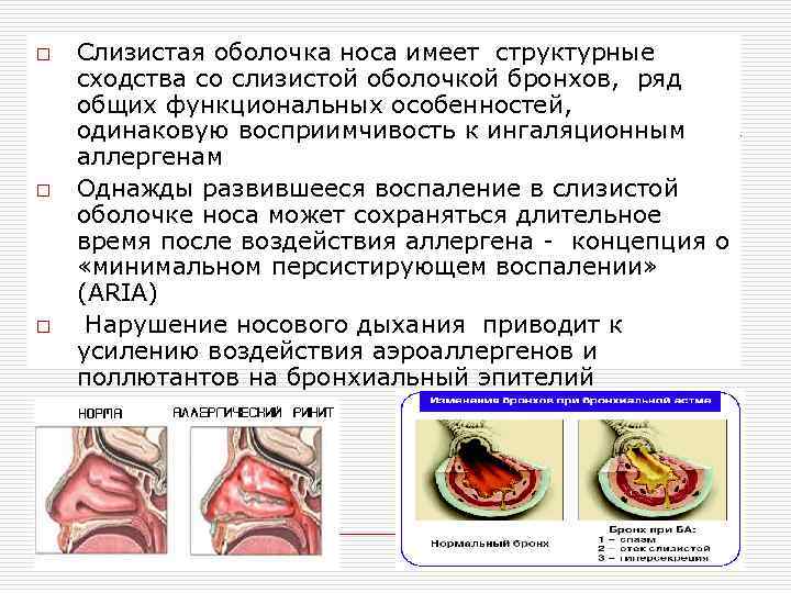 o o o Слизистая оболочка носа имеет структурные сходства со слизистой оболочкой бронхов, ряд