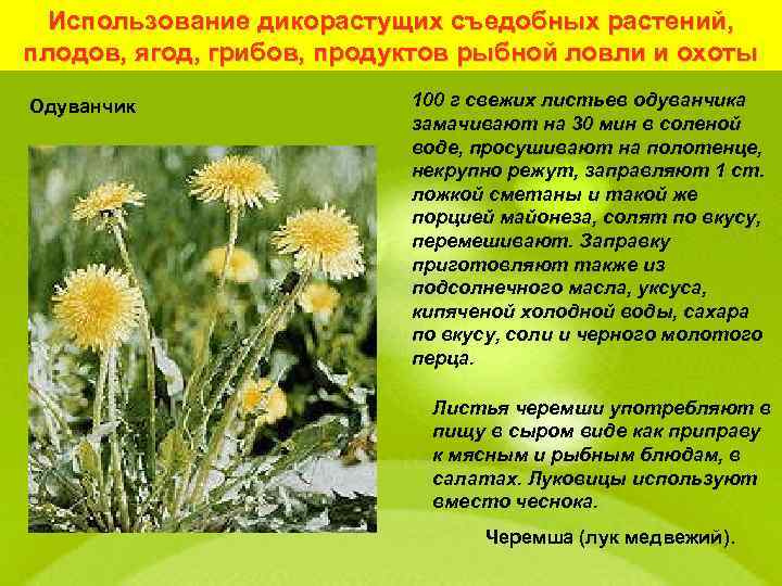 Использование дикорастущих съедобных растений, плодов, ягод, грибов, продуктов рыбной ловли и охоты Одуванчик 100