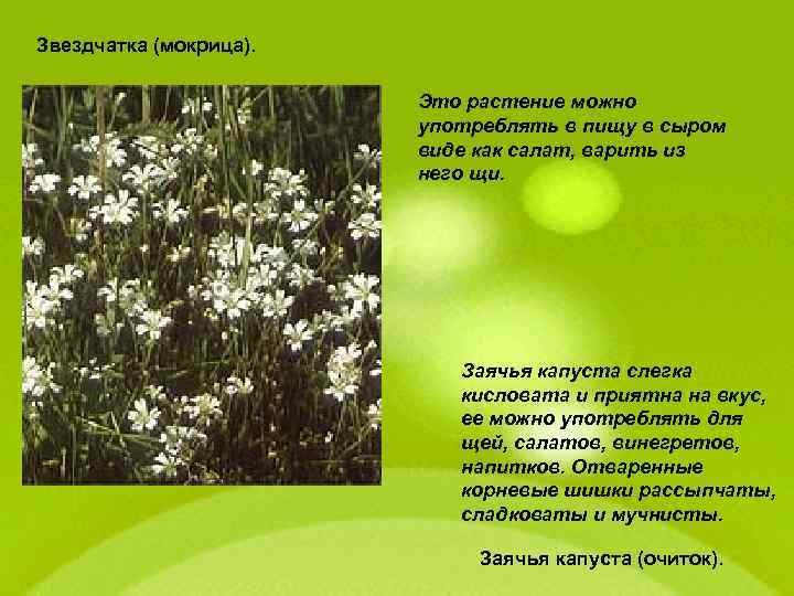 Звездчатка (мокрица). Это растение можно употреблять в пищу в сыром виде как салат, варить