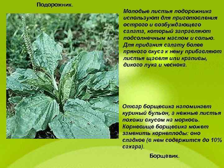 Подорожник. Молодые листья подорожника используют для приготовления острого и возбуждающего салата, который заправляют подсолнечным