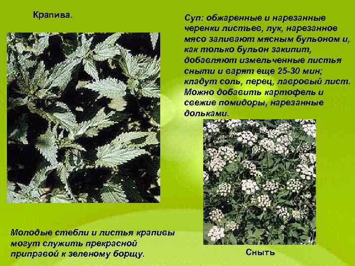 Крапива. Молодые стебли и листья крапивы могут служить прекрасной приправой к зеленому борщу. Суп: