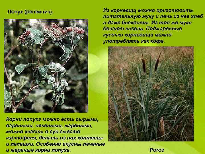 Лопух (репейник). Из корневищ можно приготовить питательную муку и печь из нее хлеб и